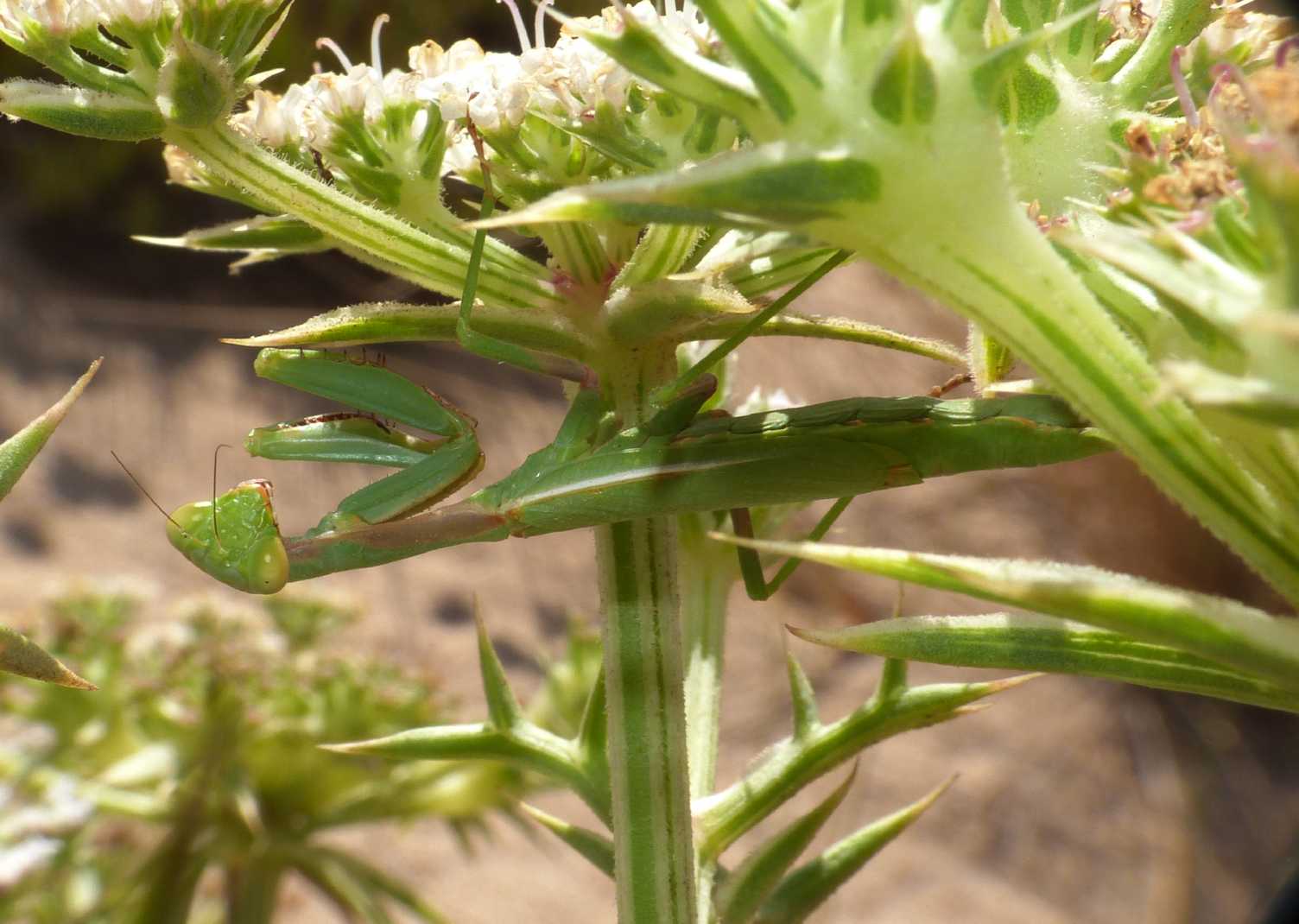 Iris oratoria in agguato